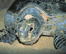 Turtle Nesting Season - South Australia Travel 0