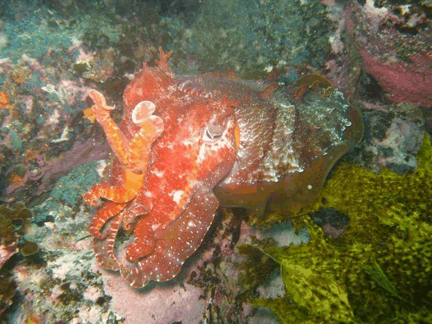 Jervis Bay Dive Charters - South Australia Travel 0