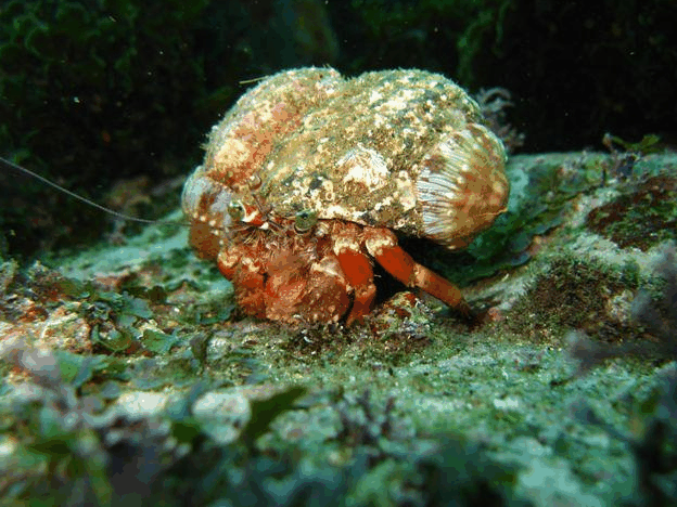 Jervis Bay Dive Charters - South Australia Travel 2