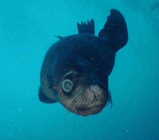 Jervis Bay Dive Charters - South Australia Travel 3