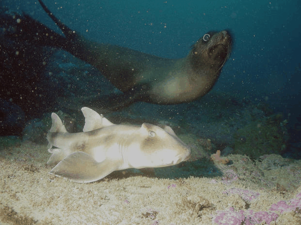 Jervis Bay Dive Charters - South Australia Travel 4