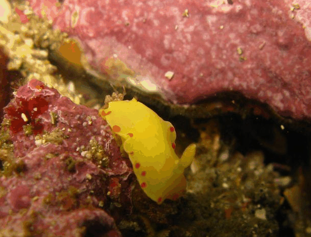 Jervis Bay Dive Charters - South Australia Travel 5