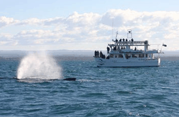 Dolphin Watch Cruises - South Australia Travel 0