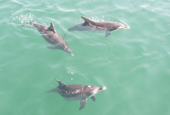 Dolphin Watch Cruises - South Australia Travel 1