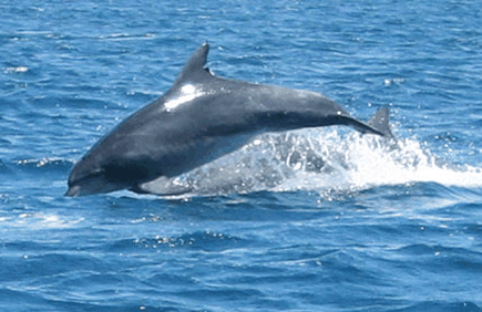 Dolphin Watch Cruises - South Australia Travel 3