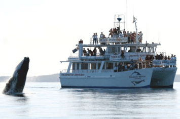 Dolphin Watch Cruises - South Australia Travel 6