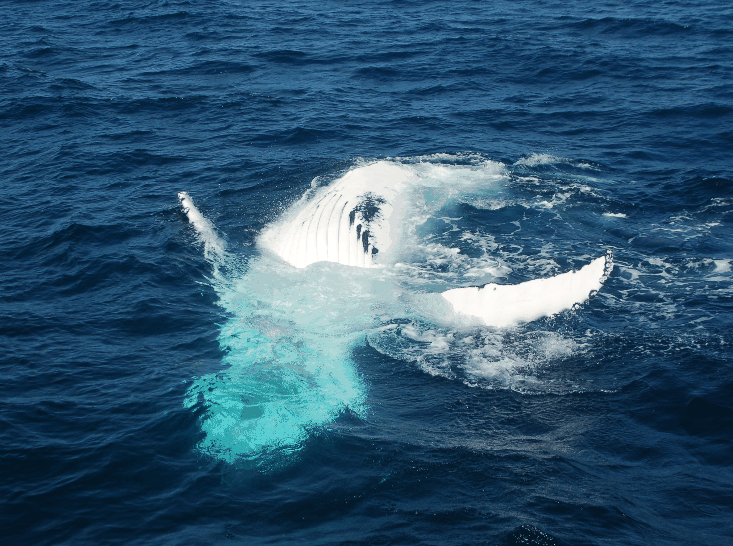 Dolphin Wild Cruises - South Australia Travel 0