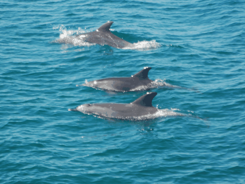 Dolphin Wild Cruises - South Australia Travel 5