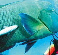Aristocat Snorkel and Scuba Port Douglas - South Australia Travel
