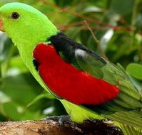 Birdworld Kuranda - South Australia Travel
