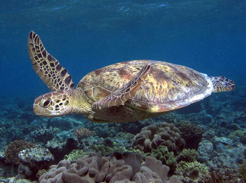 Calypso Reef Charters - South Australia Travel 1