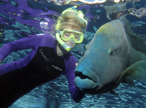 Calypso Reef Charters - South Australia Travel 4