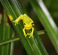 Daintree River Cruise Centre - South Australia Travel