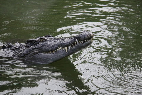 Daintree River Cruise Centre - South Australia Travel 1
