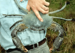 Whitsunday Crocodile Safari - South Australia Travel