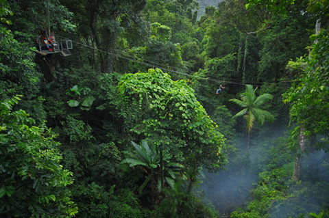 Jungle Surfing Canopy Tours And Jungle Adventures Nightwalks - South Australia Travel 3