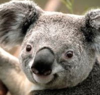 Wildlife Habitat - South Australia Travel