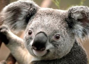 Wildlife Habitat - South Australia Travel 0