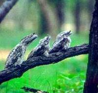 Undara Experience - South Australia Travel