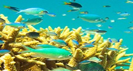 Reef Jet Cruises - South Australia Travel 4