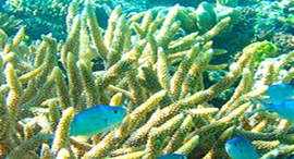 Reef Jet Cruises - South Australia Travel 5