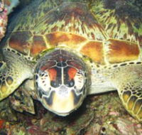Adrenalin Snorkel and Dive - South Australia Travel