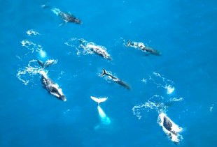 Air Whitsunday Seaplanes - South Australia Travel 2