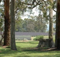 Aloomba Lavender - South Australia Travel