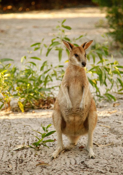 An Island Hideaway - South Australia Travel 4