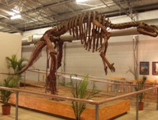 Australia's Dinosaur Trail - South Australia Travel 0