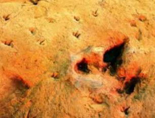 Australia's Dinosaur Trail - South Australia Travel 2
