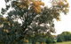 Cowra Golf Club - thumb 0