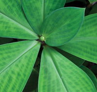 Limberlost Nursery  Garden Centre - South Australia Travel
