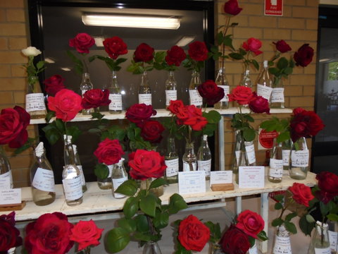 Anglican Spring Flower Show Gundagai - South Australia Travel 0