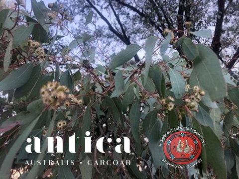 Antica Australis - Winter Fire Festival - South Australia Travel 0