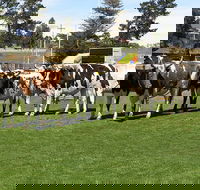 Brighton Show - South Australia Travel