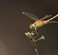 Dragonfly Discovery - South Australia Travel