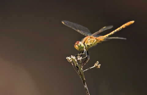 Dragonfly Discovery - South Australia Travel 0