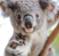 Meet the Stars of the Livestreams - South Australia Travel