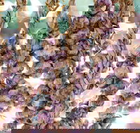 Meeniyan Garlic Festival - South Australia Travel