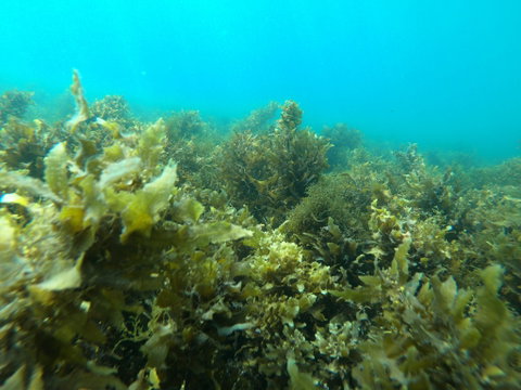 Recovery Of The Great Barrier Reef Expedition - South Australia Travel 2