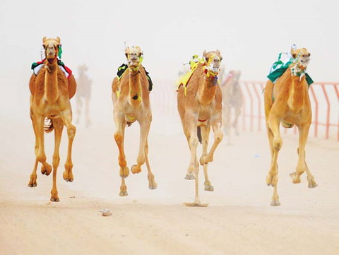 The Quirindi Camel Cup - South Australia Travel 0