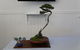 Wauchope Bonsai Workshop Group - thumb 0