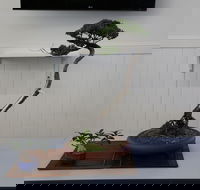 Wauchope Bonsai Workshop Group - South Australia Travel