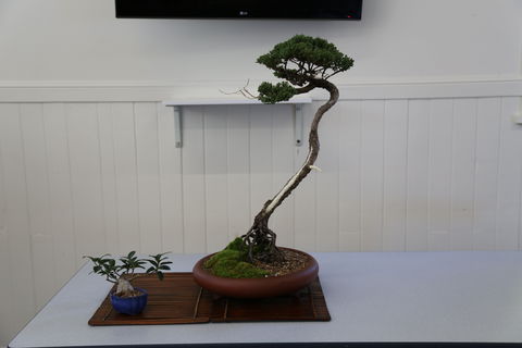 Wauchope Bonsai Workshop Group - South Australia Travel 0