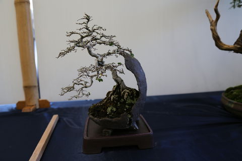 Wauchope Bonsai Workshop Group - South Australia Travel 1