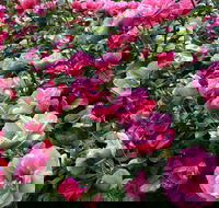 2020 Woolmers Estate Festival of Roses - South Australia Travel