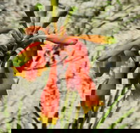 Australian flora past present and future - South Australia Travel