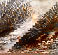 Aussie Wildlife Course - July/August/September - South Australia Travel