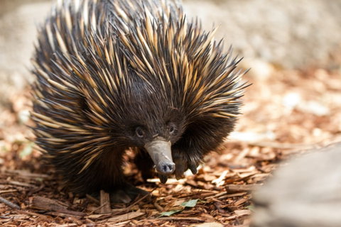 Aussie Wildlife Course - October Condensed Weekend Course - South Australia Travel 0